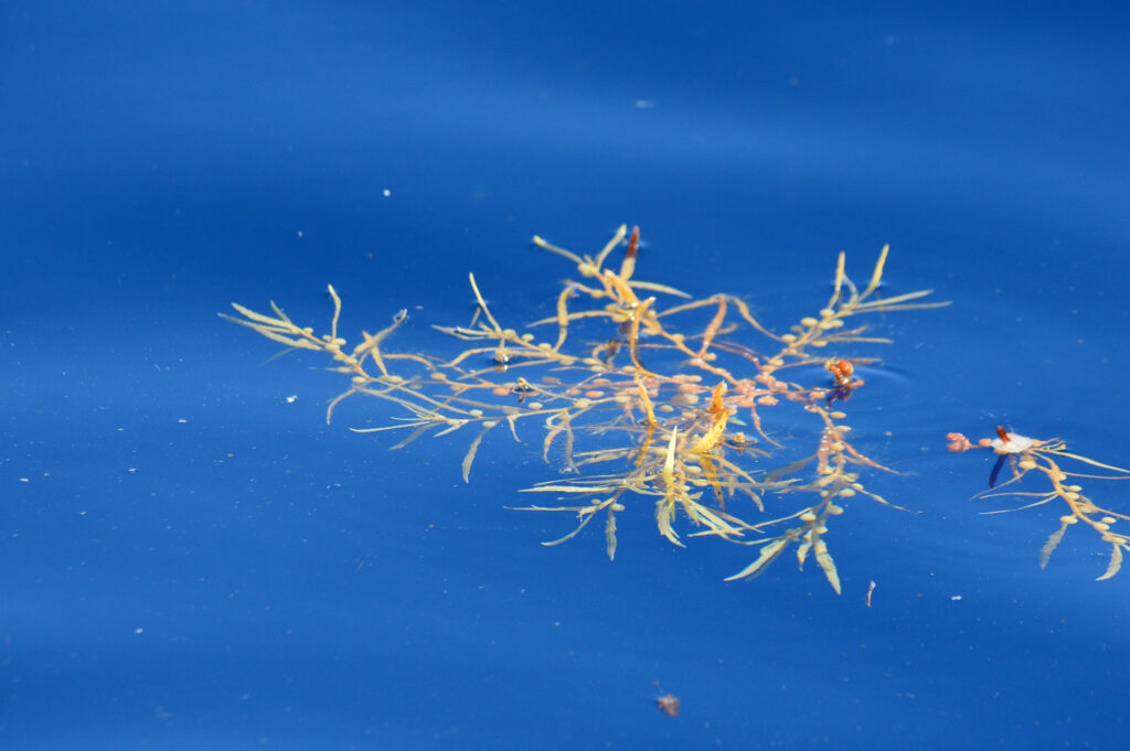 Algae Seaweed Ocean Madeira Island Tours On Tales