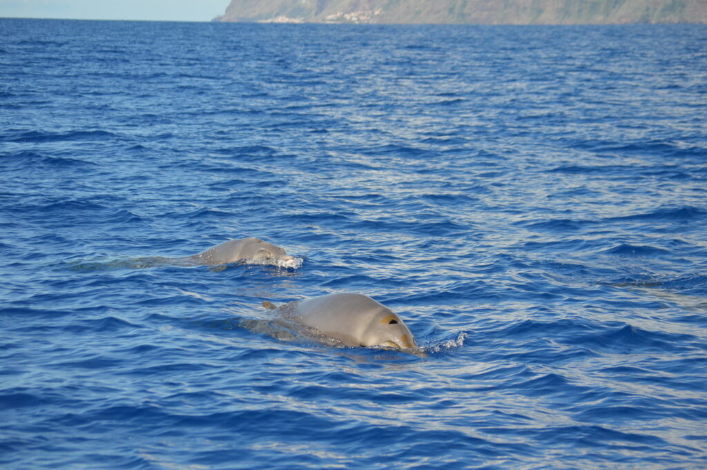 Beaked Blainville Whale Madeira Island Tours On Tales