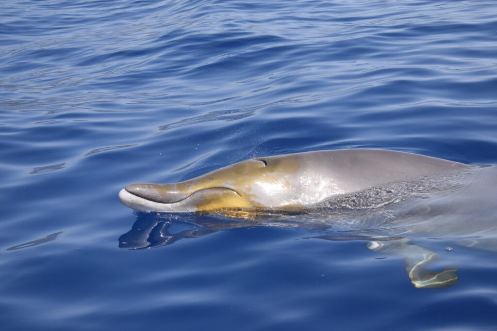 Beaked Whale Madeira Island Tours On Tales