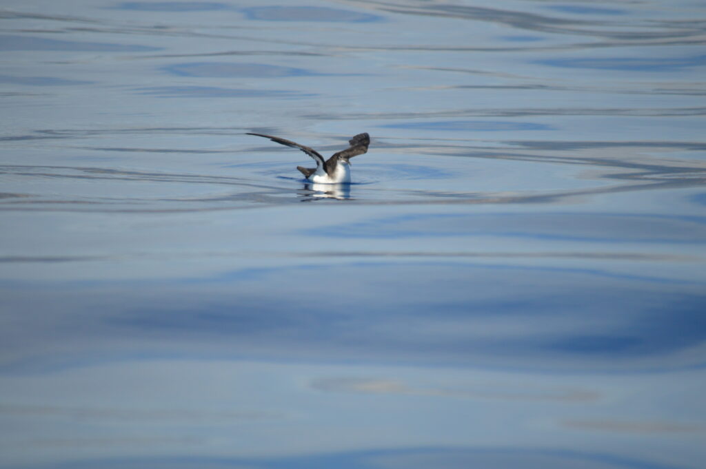 Bird Dolphin Watching Shearwater Manx Madeira Island Tour On Tales