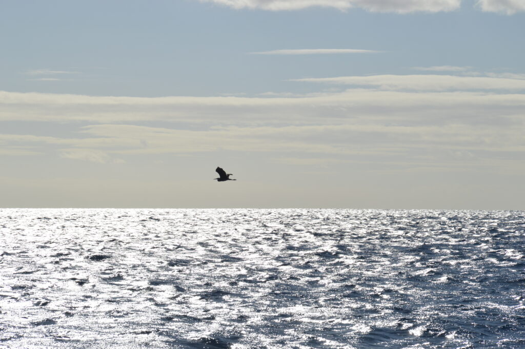 Bird Heron Grey Madeira Island Tours On Tales