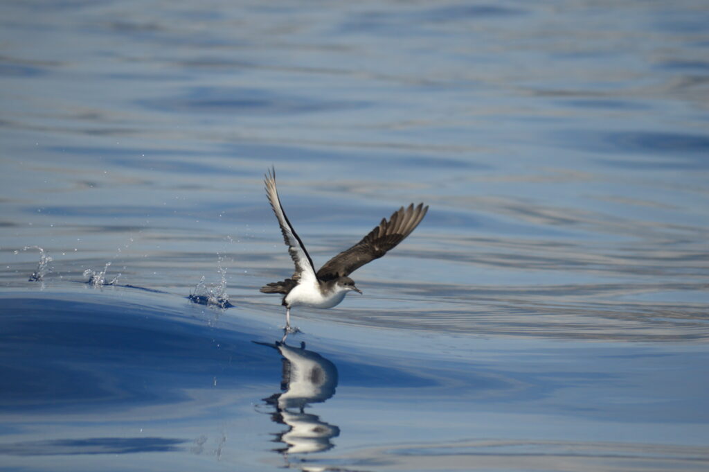 Bird Shearwater Manx Madeira Island Tours On Tales