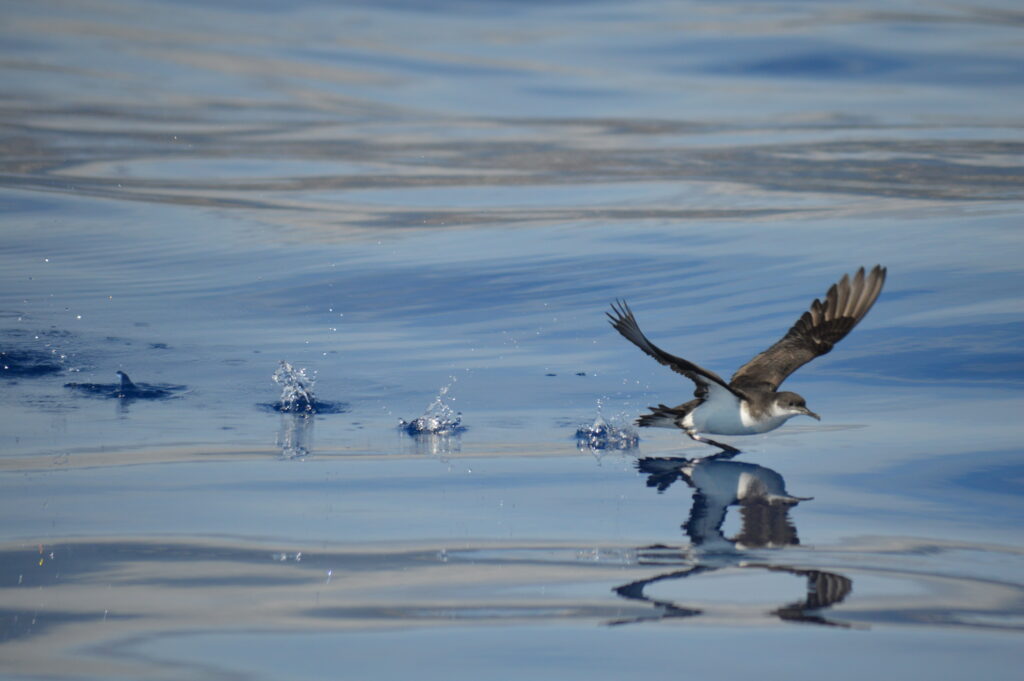 Bird Shearwater Manx Madeira Island Tours On Tales