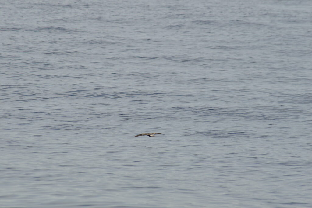 Bird Small Storm Petrel Madeira Island Tours On Tales