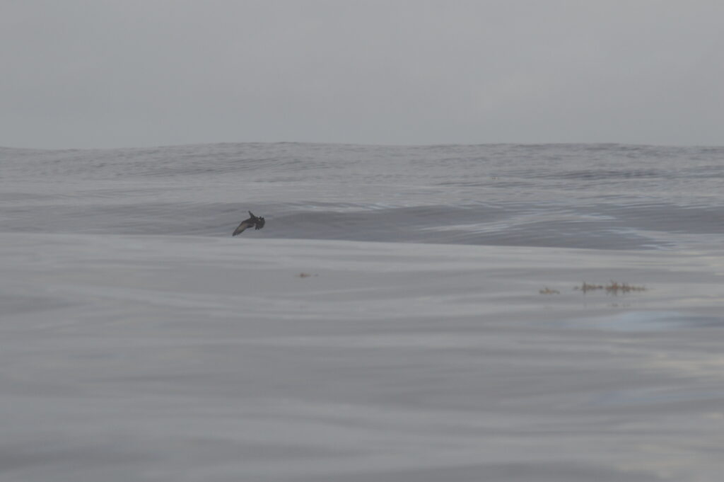Bird Storm Petrel Madeira Island Tours On Tales