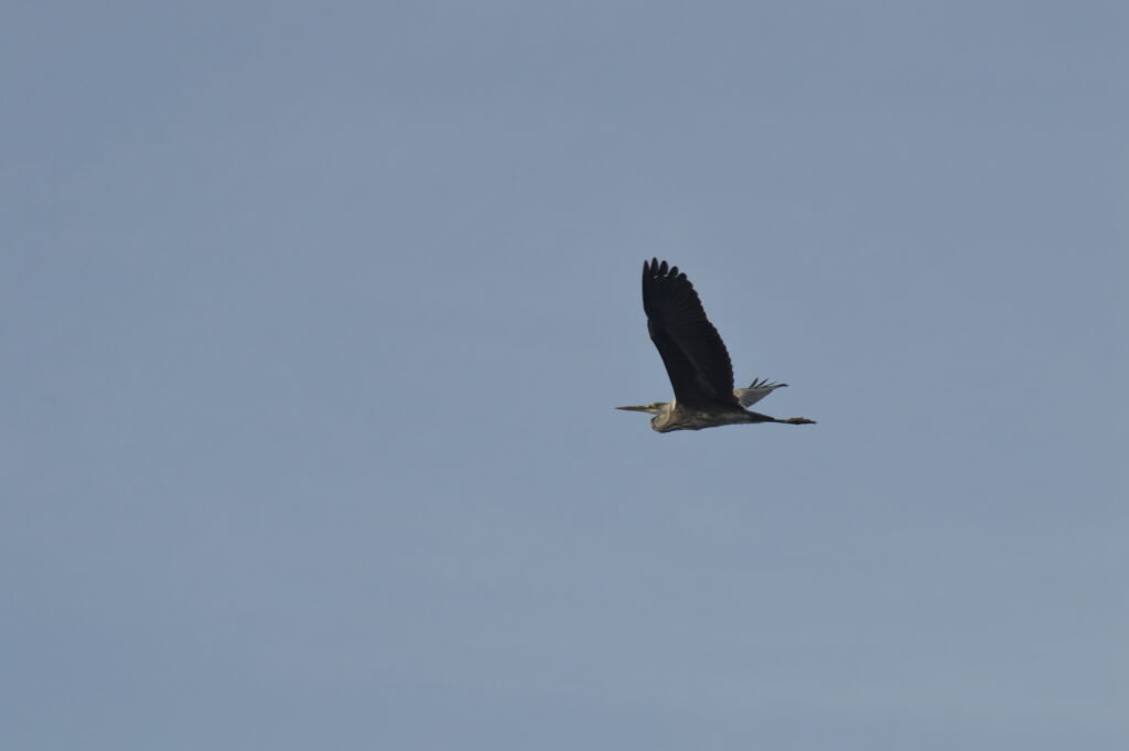 Bird Watching Heron Grey Madeira Island Tours On Tales