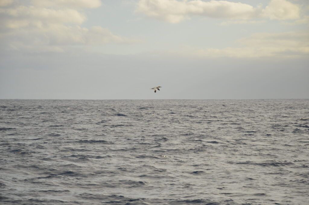Bird Watching Northern Gannet Madeira Island Tours On Tales