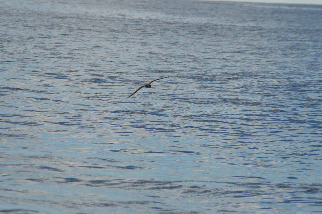 Bird Watching Rare Petrel Desertas Madeira Island Tours On Tales