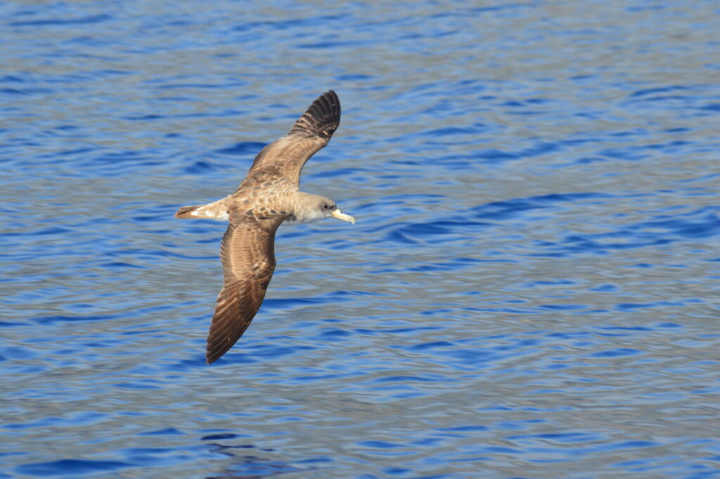 Bird Watching Shearwater Cory Madeira Island Tours On Tales