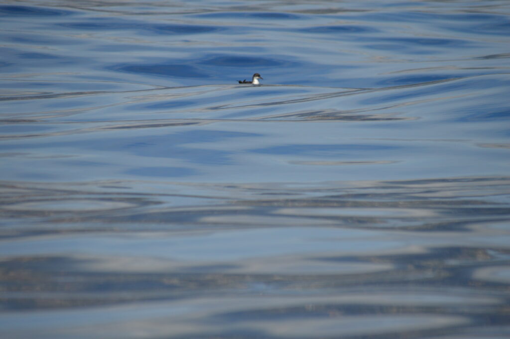 Bird Watching Shearwater Manx Madeira Island Tours On Tales