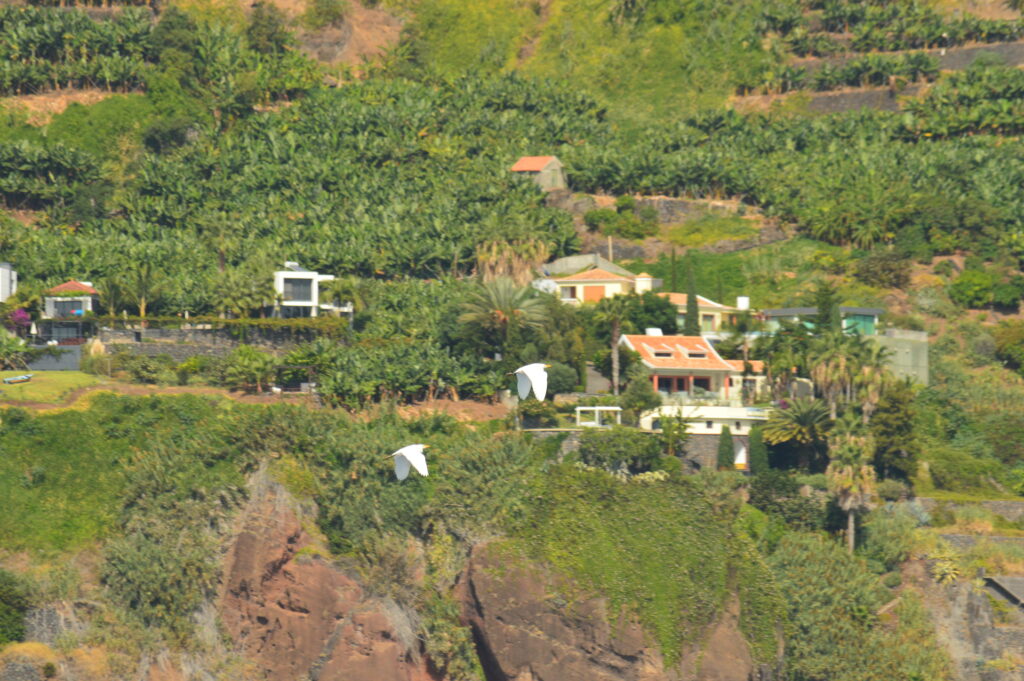 Bird White Cattle Egret Madeira Island Boat Tours On Tales