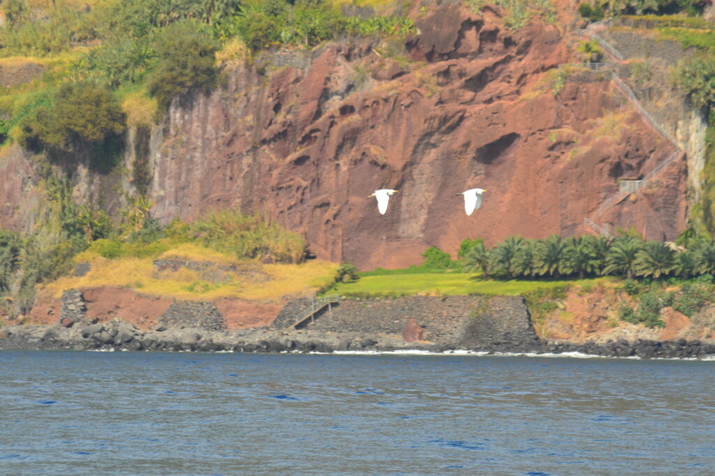 Bird White Cattle Egret Madeira Island Tours On Tales
