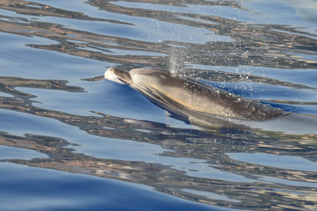 Bottlenose Dolphin Madeira On Tales