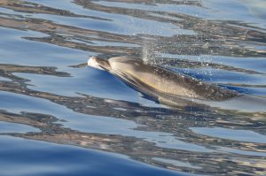 Dolphin Bottlenose Madeira Island Tours On Tales