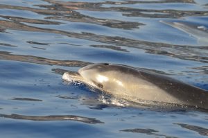 Dolphin Bottlenose watching Madeira Island Tours On Tales