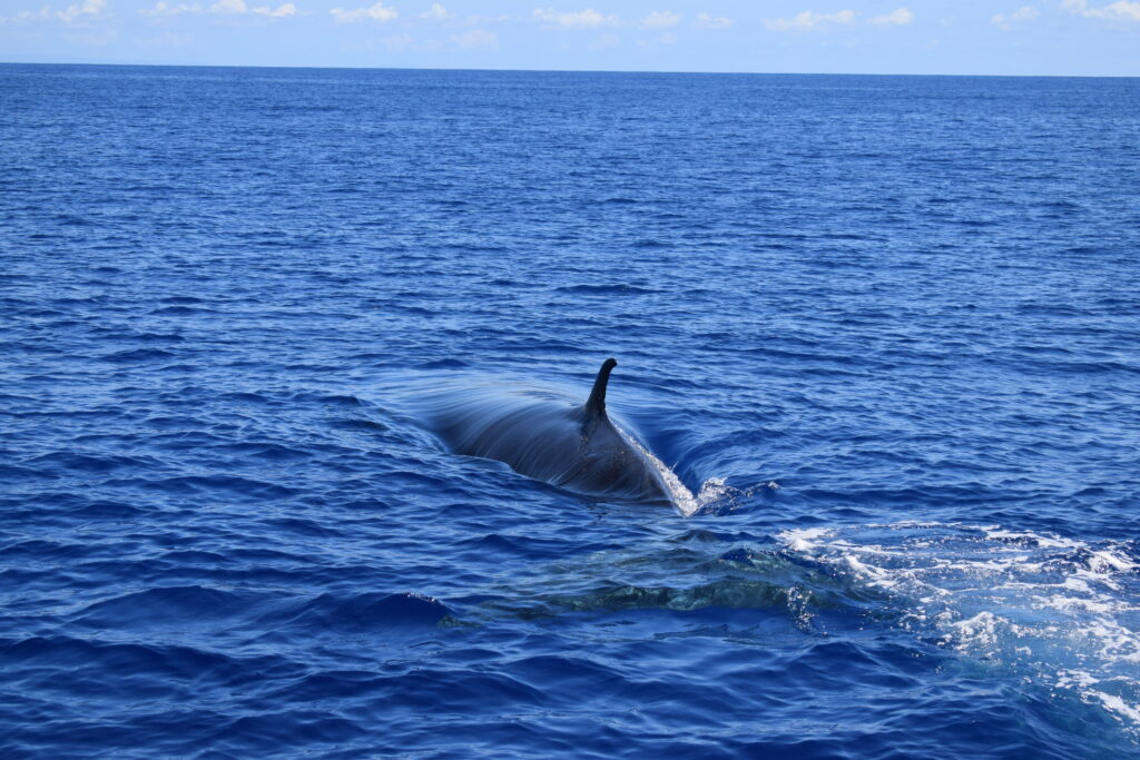 Bryde Whale Dolphin Madeira Island Tours On Tales