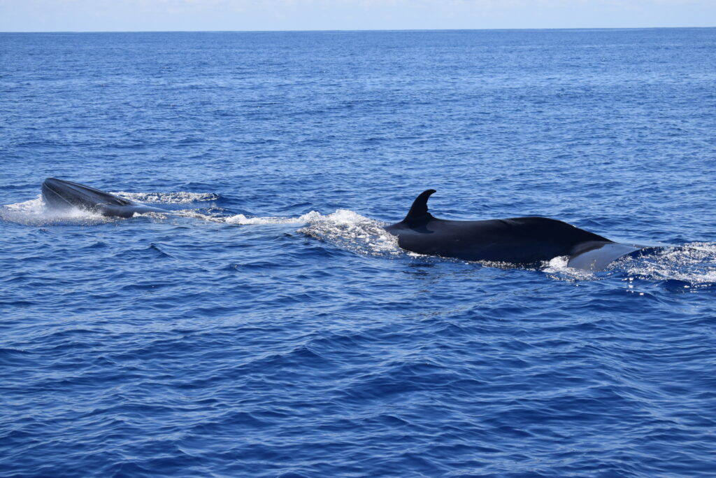 Bryde Whale Madeira Island Tours On Tales