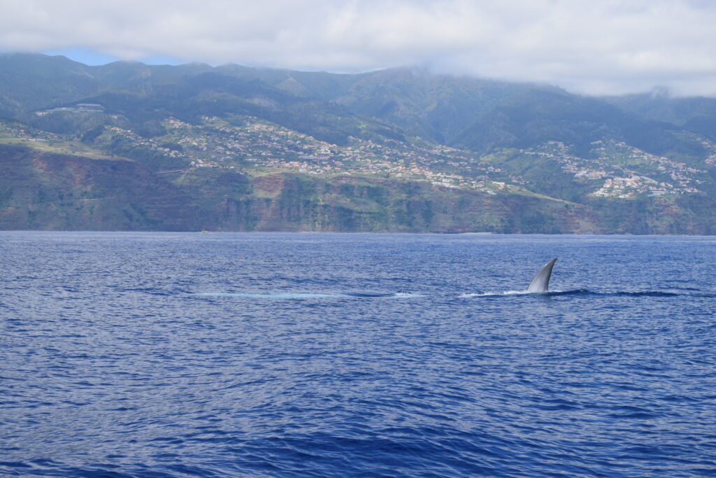 Bryde Whale Watching Madeira Island Tours On Tales