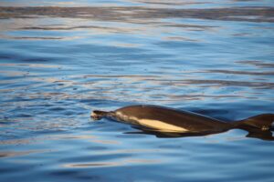 Common Dolphin Madeira On Tales