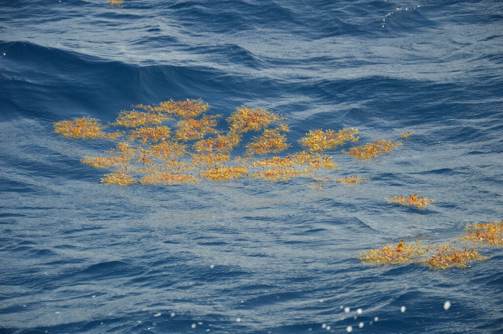 Dolphin Algae Seaweed Ocean Madeira Island Tours On Tales