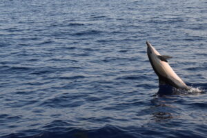 Dolphin Common Madeira Island Tours On Tales