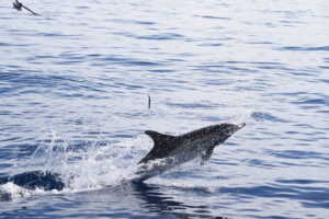 Dolphin Common Whale Madeira Island Tour On Tales