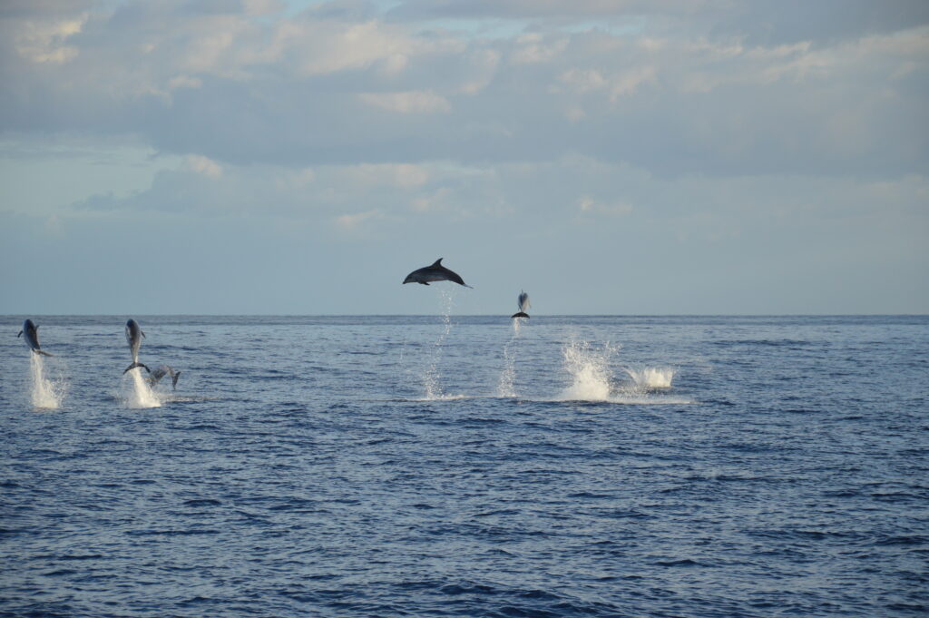 Dolphin Jump Bottlenose Madeira Island Tours On Tales