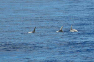 Dolphin Risso Madeira Island Tours On Tales