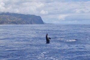 Dolphin Rough Toothed Madeira Island Tours On Tales
