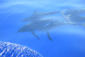 Dolphin-Rough-Toothed Watching Madeira Island Tours On Tales