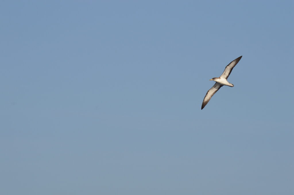 Dolphin Shearwater Cory Madeira Island Tours On Tales