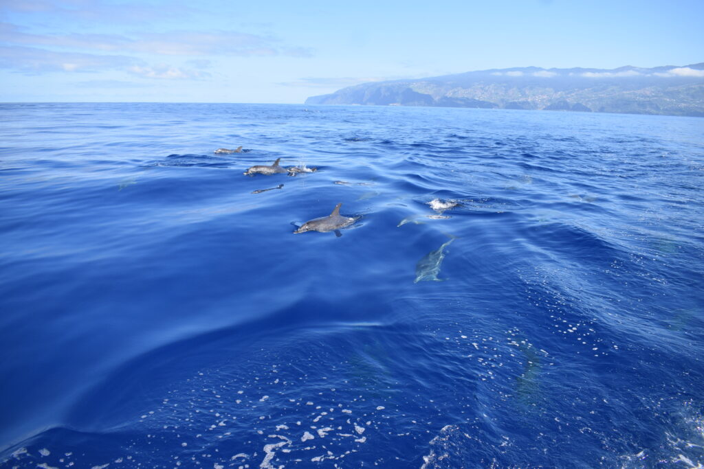 Dolphin Spots Madeira Island Tours On Tales