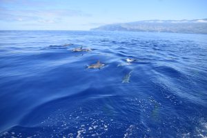 Dolphin Spots Madeira Island Tours On Tales