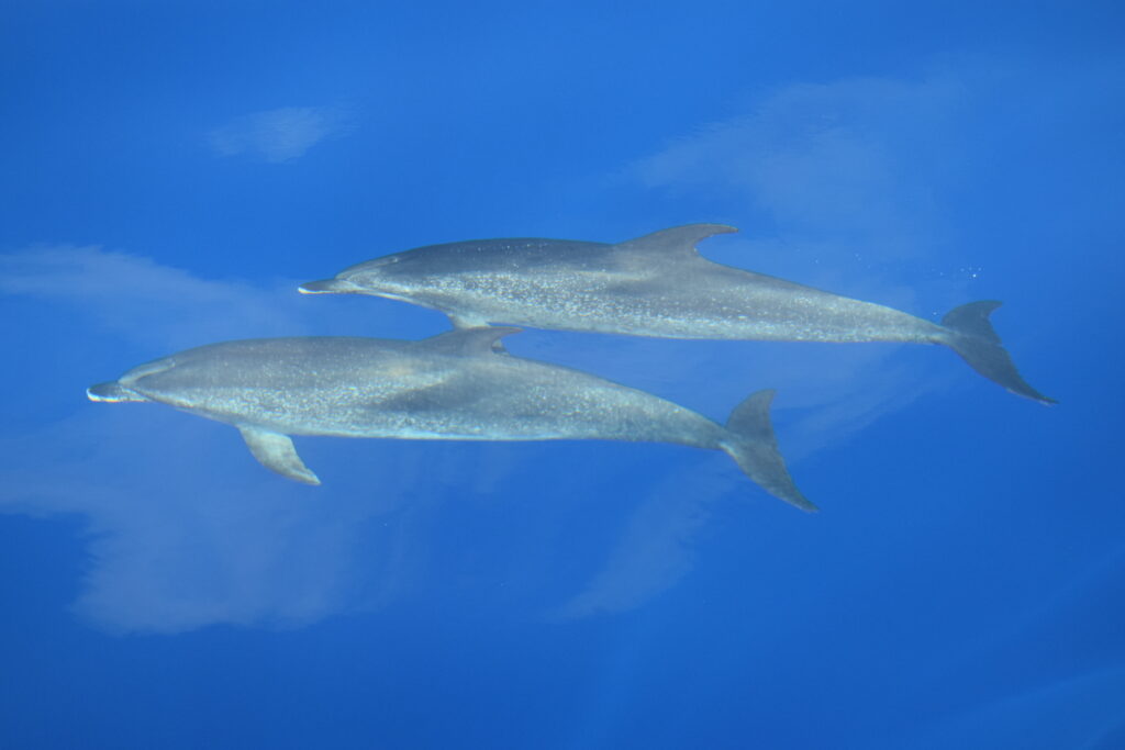 Dolphin Spotted Friendly Madeira Island Tours On Tales