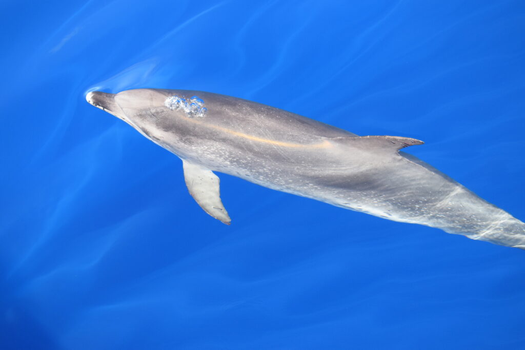 Dolphin Spotted Madeira Island Tours On Tales