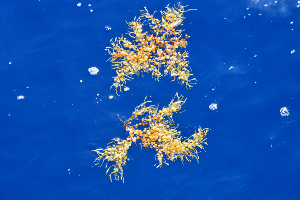 Dolphin Algae Seaweed Ocean Madeira Island Tours On Tales