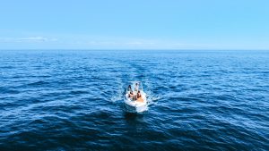 Dolphin Watching Boat Tour On Tales