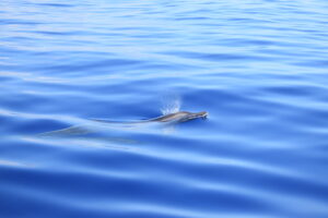 Dolphin Watching Rough Toothed Madeira Island Tours On Tales