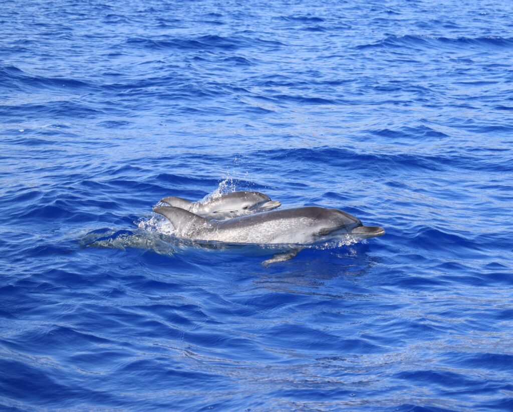 Dolphin Watching Spotted Madeira Island Tours On Tales