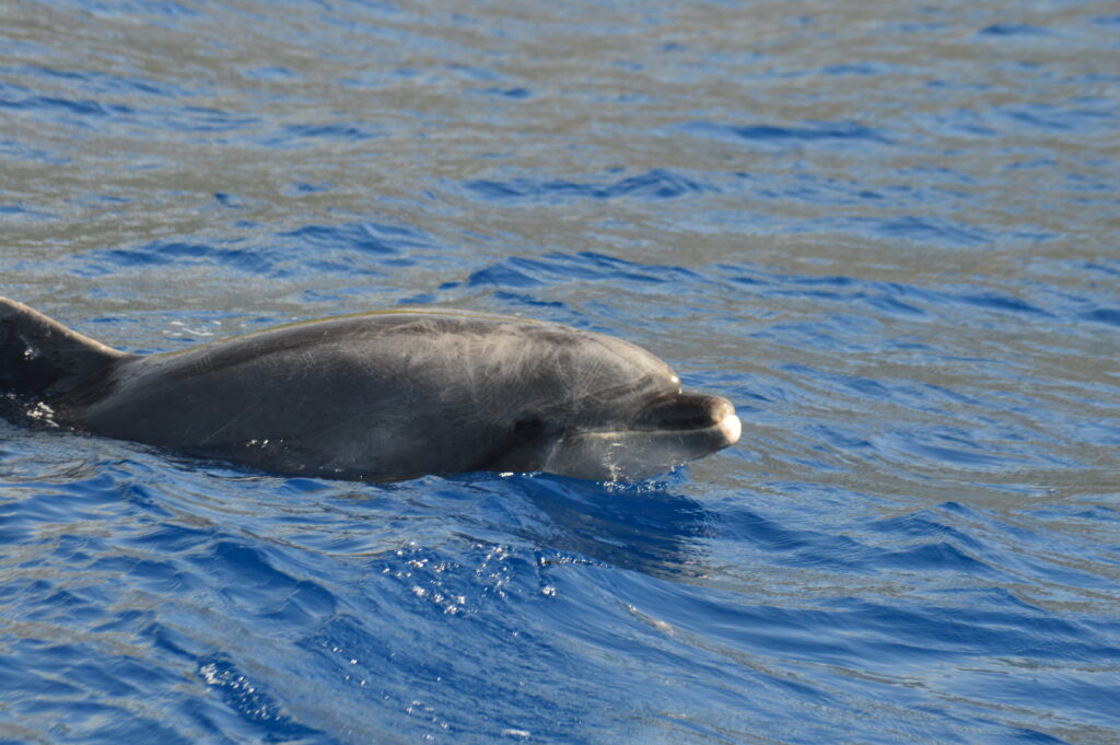 Dolphin Whale Jump Bottlenose Madeira Island Tours On Tales