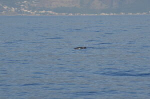 Dwarf Sperm Whale Madeira Island Tours On Tales