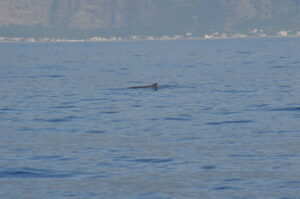Dwarf Sperm Whale Watching Madeira Island Tours On Tales