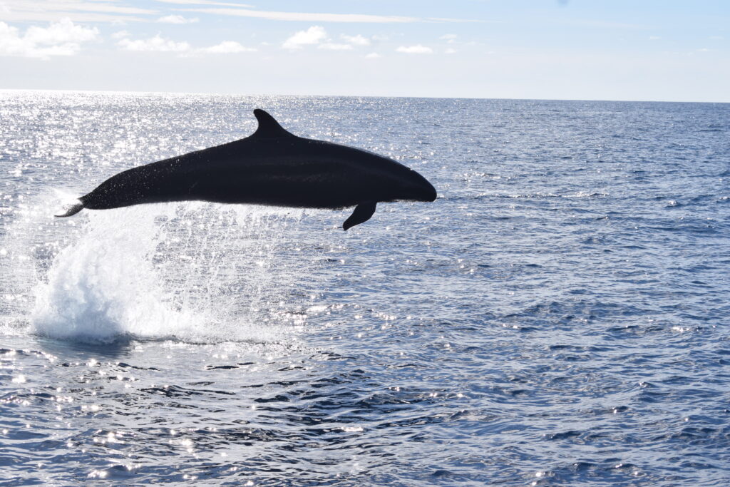 False Killer Whale Madeira Island Tours On Tales