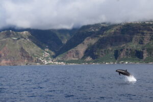 False Killer Whale Watching Madeira Island Tours On Tales