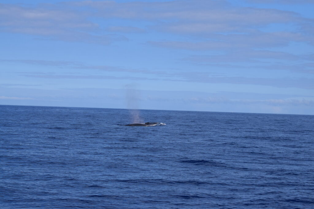 Fin Whale Madeira Island Tours On Tales