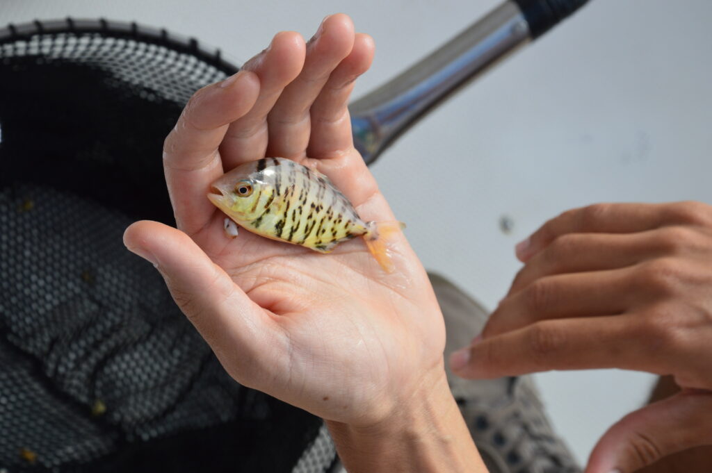 Fish Big Madeira Island Tours On Tales