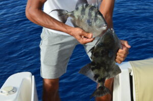 Fish Bite Ocean Madeira Island Tours On Tales