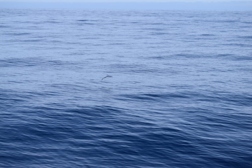 Fish Flying Madeira Island Tours On Tales