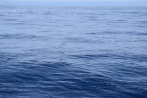 Fish Flying Madeira Island Tours On Tales