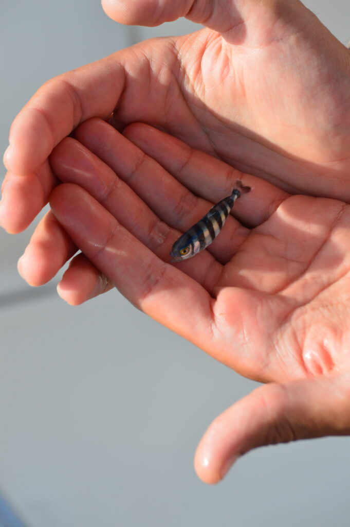 Fish Pilot Madeira Island Tours On Tales